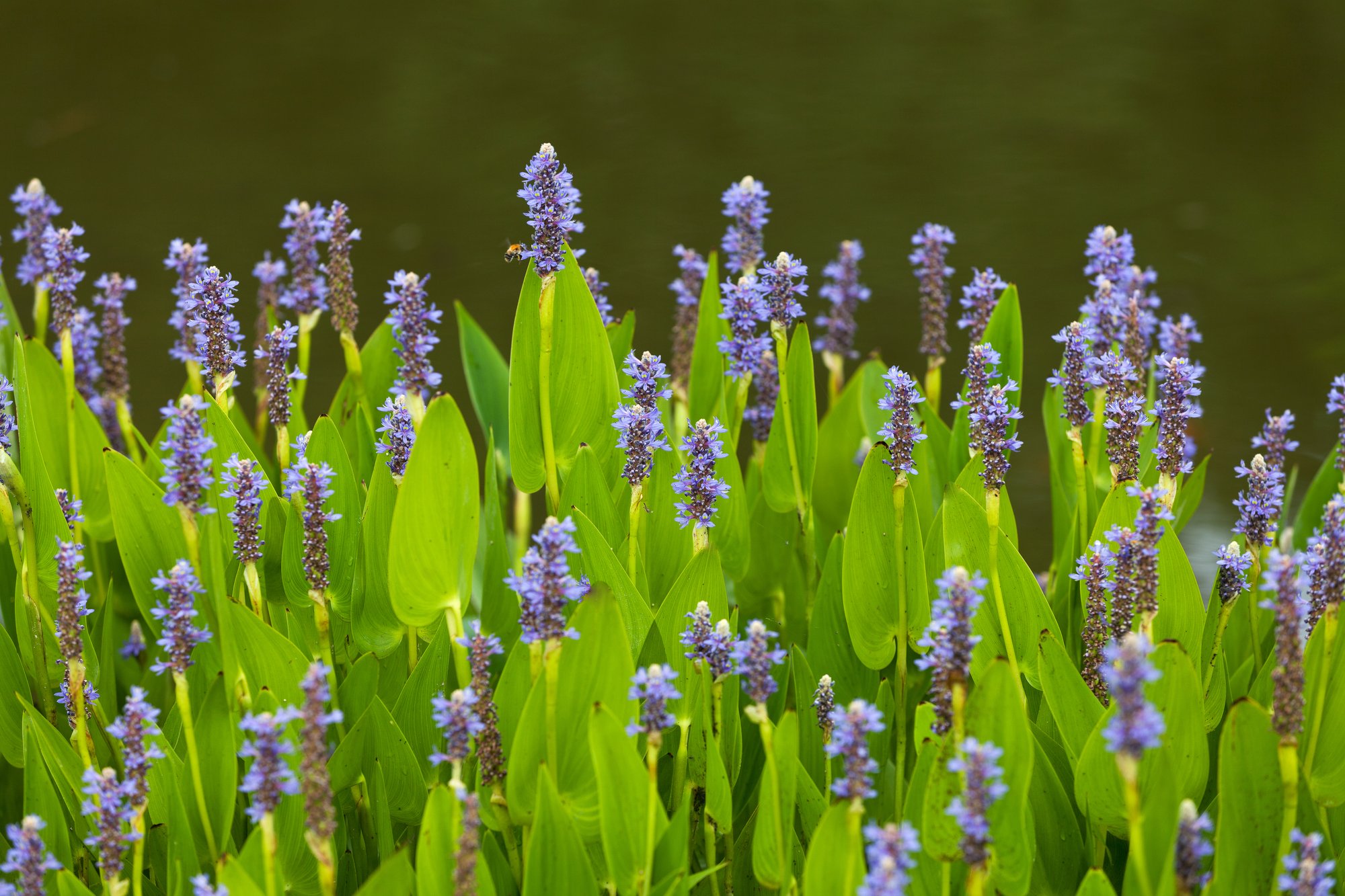 bigstock-Violet-blue-Pontederia-flowers-94766327